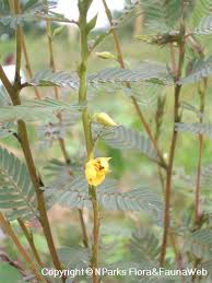 Image result for Cassia thyrsoidea