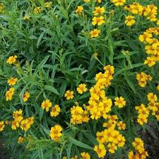 Check spelling or type a new query. Texas Tarragon Herb Plants For Sale Free Shipping