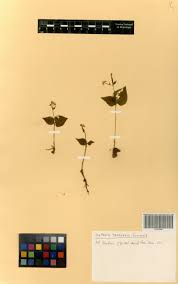 Image result for Disperis thomensis