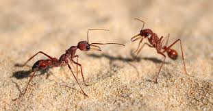 Sugar ants can seem like an endless plague, especially in the pacific nw. 3 Best Ways To Naturally Get Rid Of Ants In Your Home Service Master