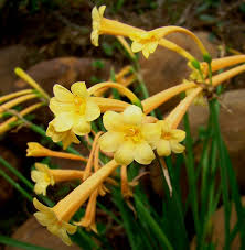 Image result for Cyrtanthus mackenii