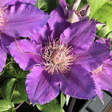 Standardsortierung nach beliebtheit sortiert sortieren nach neuesten nach preis sortiert: Clematis Bijou Buy Clematis Perennials Online