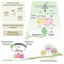 Image result for Eye Rest Green 1977 Hussmann