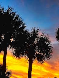 This version added the palmetto tree to the original design by colonel william moultrie in 1775 for use by south carolina troops during the revolutionary war. Sunset Palm Trees In South Carolina Photograph By Tesa Nicolanti