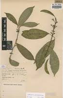 Image result for Craterispermum schweinfurthii