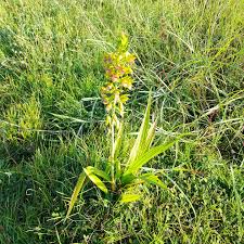 Image result for Eulophia alta