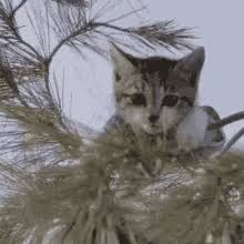 Updated daily, for more funny memes check our homepage. Cat In Tree Gifs Tenor