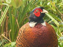 Le Faisan De Colchide Phaesianus Colchicus Vexford House