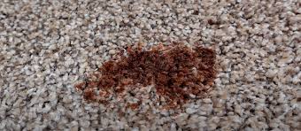 Removing hair dye from a carpet is hard but possible with the appropriate ingredients and techniques. Remove Hair Dye Stains Out Of The Carpet Simple Ways