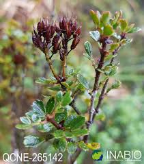 Image result for Cunoniaceae