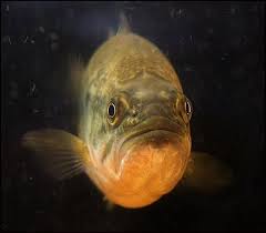 Fishes With Human Like Expressions On The Faces 30 Pics Fish Face Face Expressions Human Face