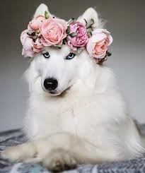 So Cute Bohemianlife Bohochic In 2020 Pretty Dogs Cute Animals Animals