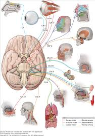 cranial nerves cranial nerves craniosacral therapy gross