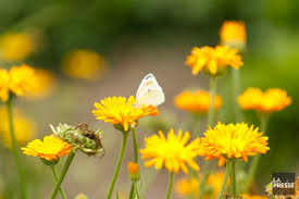 Biodynamie Jardiner Avec La Lune
