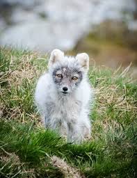 Do note that not all of these characters can be obtained by regular players. Arctic Foxes On A Swedish Mountain Turned Blue It Was A Good Thing The New York Times