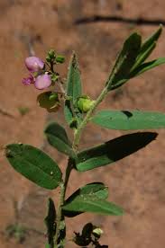Image result for Polygala transvaalensis