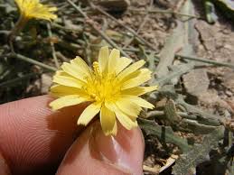 Image result for Launaea rogersii