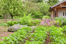 Maybe you would like to learn more about one of these? Summer Vegetable Garden With Potato Rosemary Lavender Pink Flowers And Wooden Shed Mature Orchard In The Background Stock Photo Picture And Royalty Free Image Image 115406746