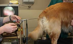 It's important to collect and then immediately do the insemination unless you have the proper facilities to preserve the semen. Artificial Insemination Idaho Veterinary Hospital