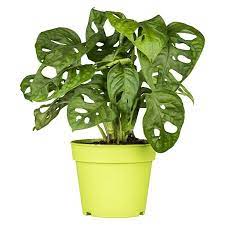 piardino fensterblatt monstera obliqua monkey leaf topfgrosse 12 cm bauhaus