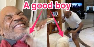 Gone dog taison , казахстан, астана, микрорайон караоткель (87023044364). Mike Tyson Coronavirus Isolation Pretends To Fight Pet Dog Mars
