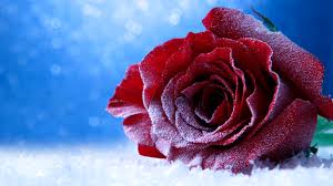 Get the best deals on dark wine colored sweaters and save up to 70% off at poshmark now! Pictures Roses Dark Red Snow Flowers Closeup 3840x2160