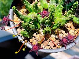 Image result for Tridentea marientalensis