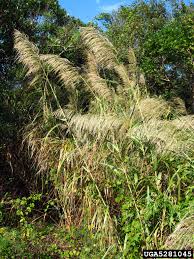 Image result for Nesaea rautanenii