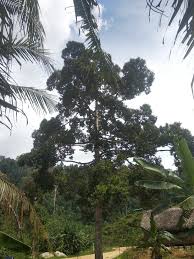 Ianya terbahagi kepada 3 kategori iaitu :1. Vitamin Durian Ade Pokok Durian Tua Xtau Ape Jenis Baja Facebook