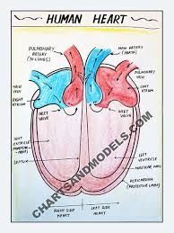 Buy Human Heart Charts Online Buy Human Heart Charts Online