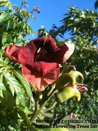 Image result for Markhamia zanzibarica