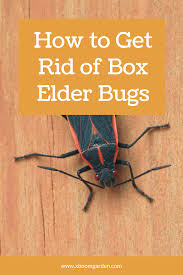 How To Get Rid Of Box Elder Bugs In 2020 Box Elder Bugs How To Get Rid Box Elder