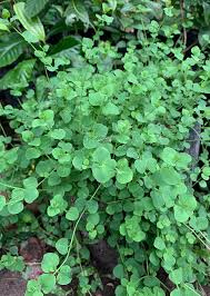 Image result for Drymaria