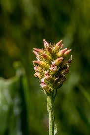 Image result for Indigastrum parviflorum