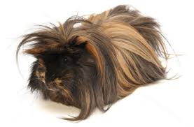 Long haired guinea pig babies available! How Do You Care For A Long Haired Peruvian Guinea Pig Pethelpful
