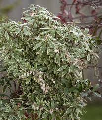 Image result for Pieris japonský little heath obrázek