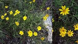 Image result for Aspilia mendoncae