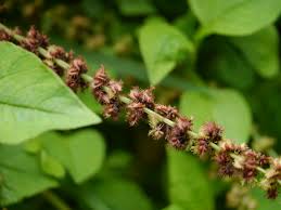 Image result for Rumex nepalensis