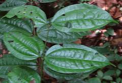 Image result for Tannodia swynnertonii