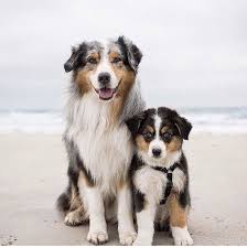 Hunde Liebe Australian Shepherd Dogs Aussie Dogs Australian Shepherd