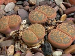 Image result for Lithops lesliei