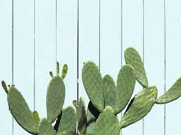 Water bunny ears cacti sparingly—only when the soil is dry—and repot them every year or two. Is Cactus Water Good For You