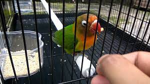 Meskipun tanaman ini sangat cocok untuk ditanam pada daerah beriklim tropis hingga subtropis. Biji Bunga Matahari Untuk Makanan Lovebird Youtube