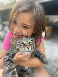 Missing Gray Male Cat with One Eye in Downingtown