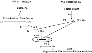 Cascada de coagulación el concepto cascada de coagulación surge por el encadenamiento de en la activación de la coagulación intervienen proteínas plasmáticas denominadas factores de. Cascada De La Coagulacion Sanguinea Al Producirse La Exposicion Del Download Scientific Diagram