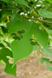 Image result for Broussonetia