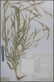 Image result for Hackelochloa granularis