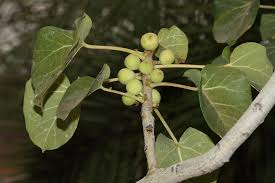 Image result for Ficus abutilifolia