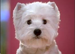 This Little Beauty Is From The Little Caesar S Dog Food Commercial This Dog Can T Be For Real What A Face Westies White Dogs Dogs