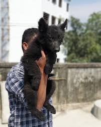 In dogs you can trust with your life. Jet Black German Shepherd Puppies For Sale Pets Lovers